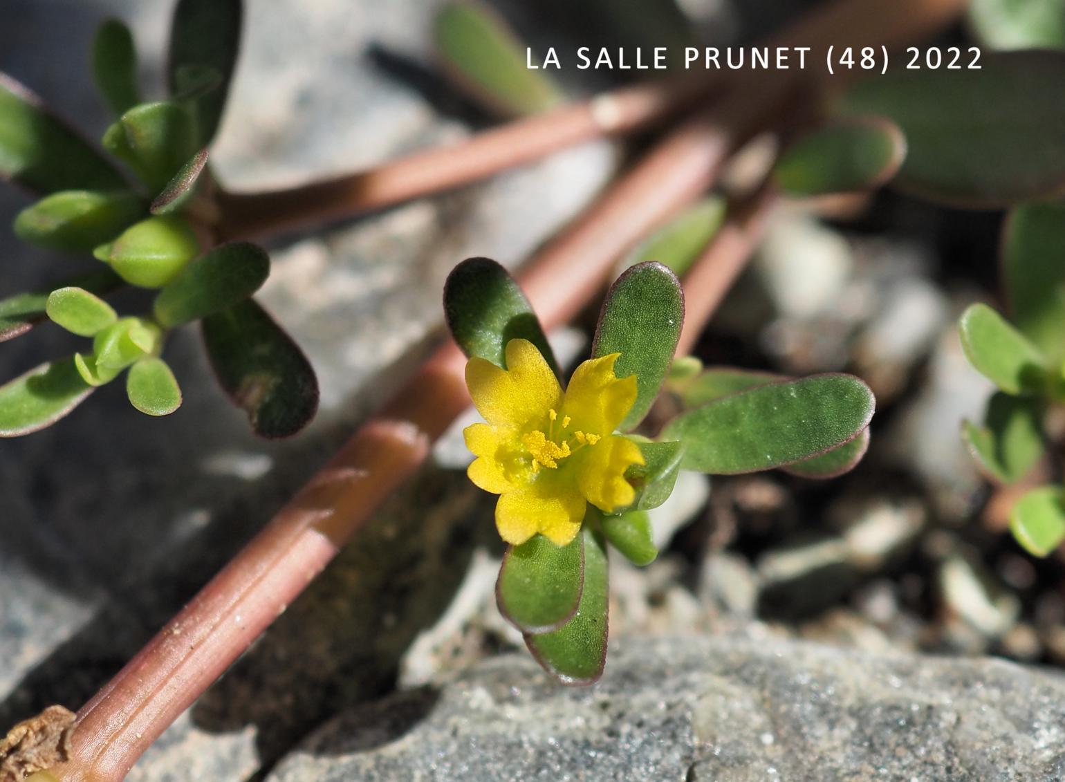 Purslane